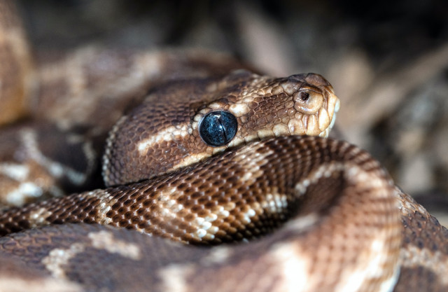 One of the rarest snakes in the world. This species has keeled rough scales which is unusual for a python. The colours in the photo are pretty accurate, including the dark blue eye.
